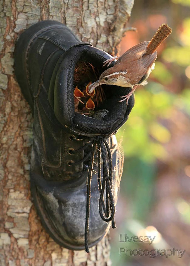 bird-nests-unusual-places-16__605.jpg