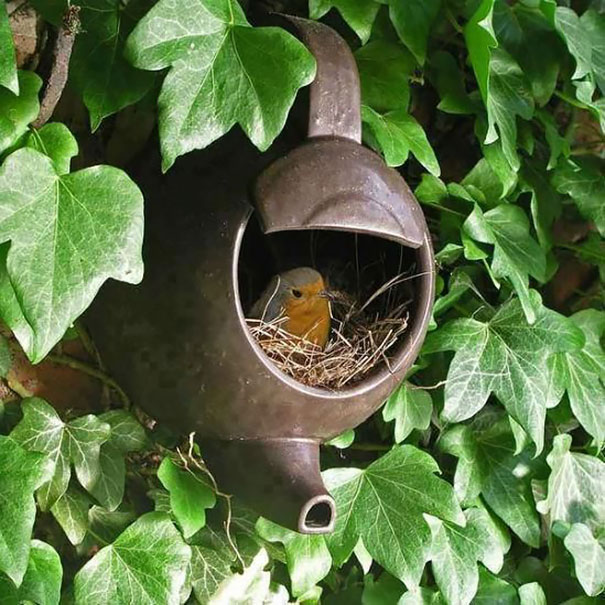 bird-nests-unusual-places-18__605.jpg