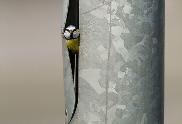 bird-nests-unusual-places-21__605.jpg