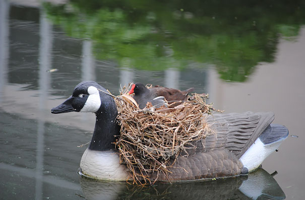 bird-nests-unusual-places-25__605.jpg