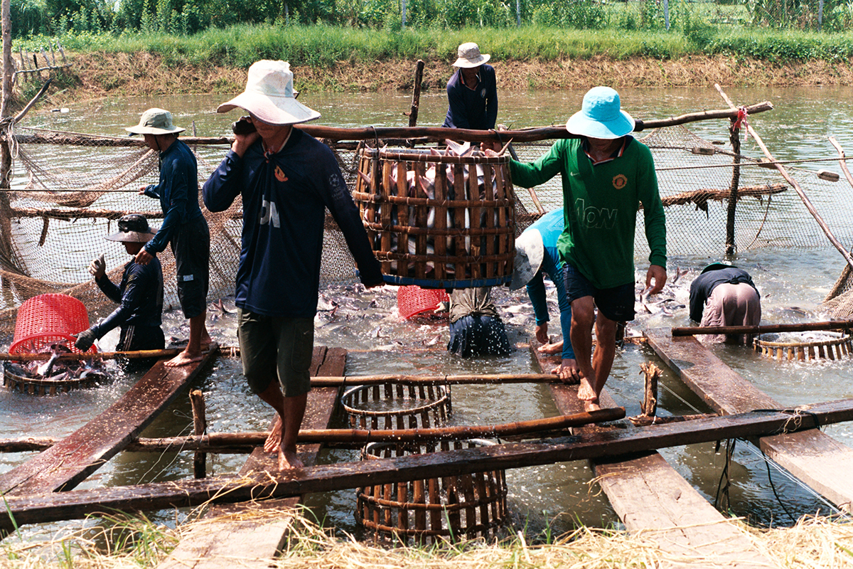 baoduy9106 - Thu hoach ca An Giang.jpg