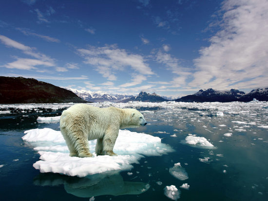 melting-ice-polar-bear-on-206311.jpg
