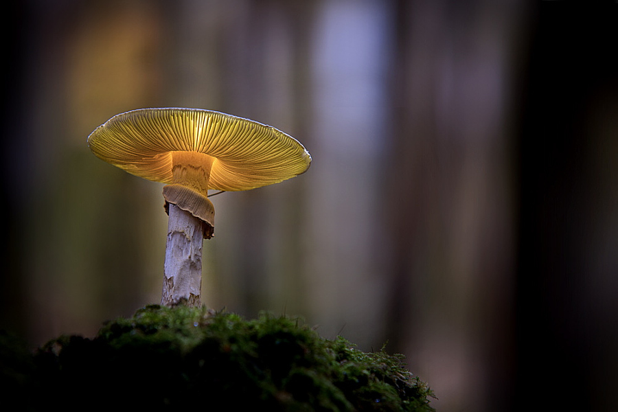 Camera.Tinhte_magic Mushrooms by Peter Wagner.jpeg