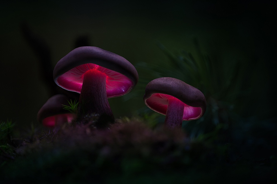 Camera.Tinhte_mad mushrooms - . by Martin Pfister.jpeg