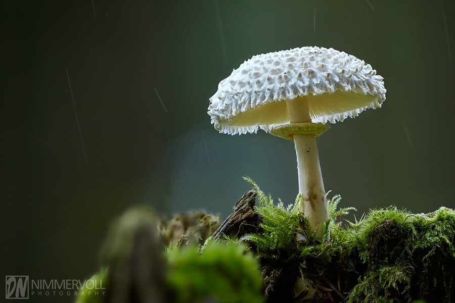 Camera.Tinhte_Mushroom by Daniel Nimmervoll.jpeg