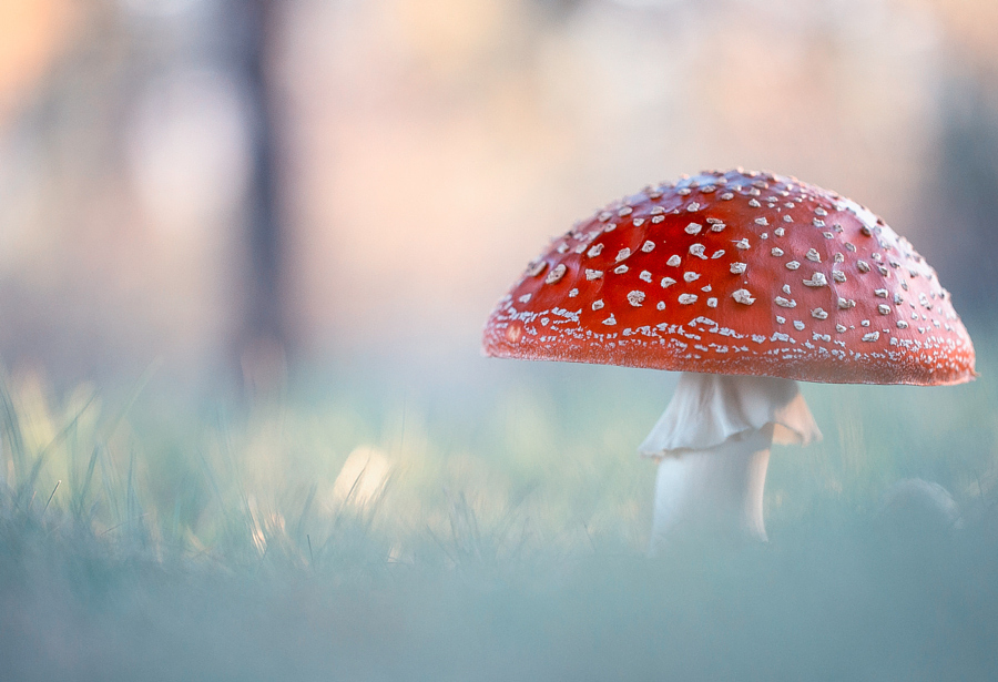 Camera.Tinhte_Amanita muscaria by Georgi Georgiev.jpeg