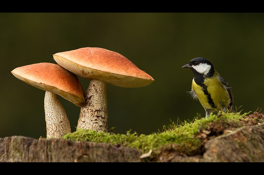 Camera.Tinhte_mushrooms and birds by Vlado Pirša.jpeg