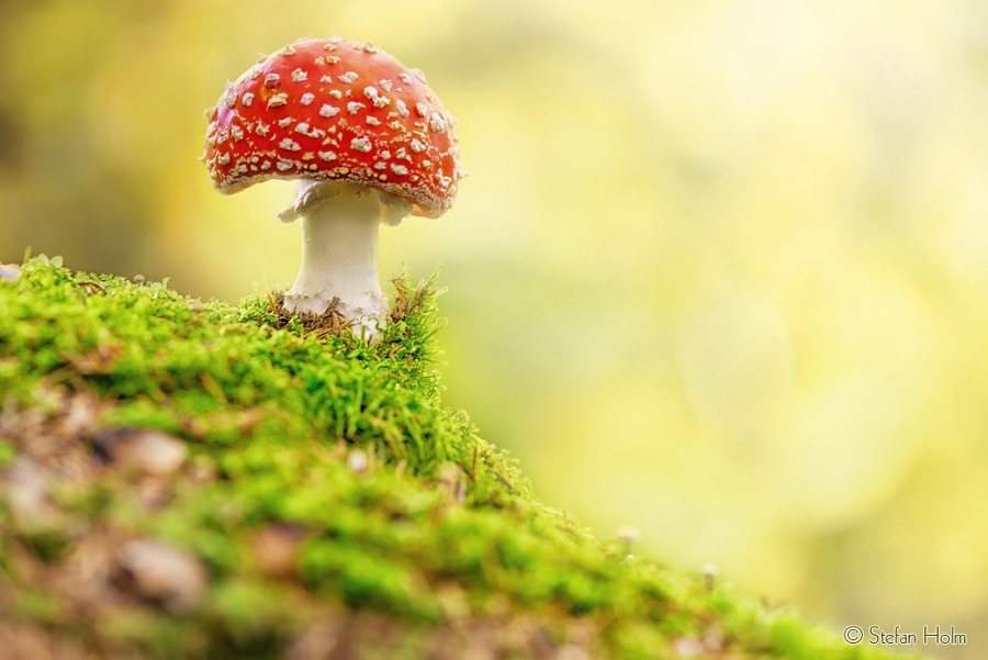 Camera.Tinhte_Fly Agaric in forest by Stefan Holm.jpeg