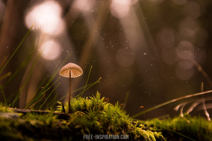 Camera.Tinhte_Mushroom Time by Sven Zickler.jpeg