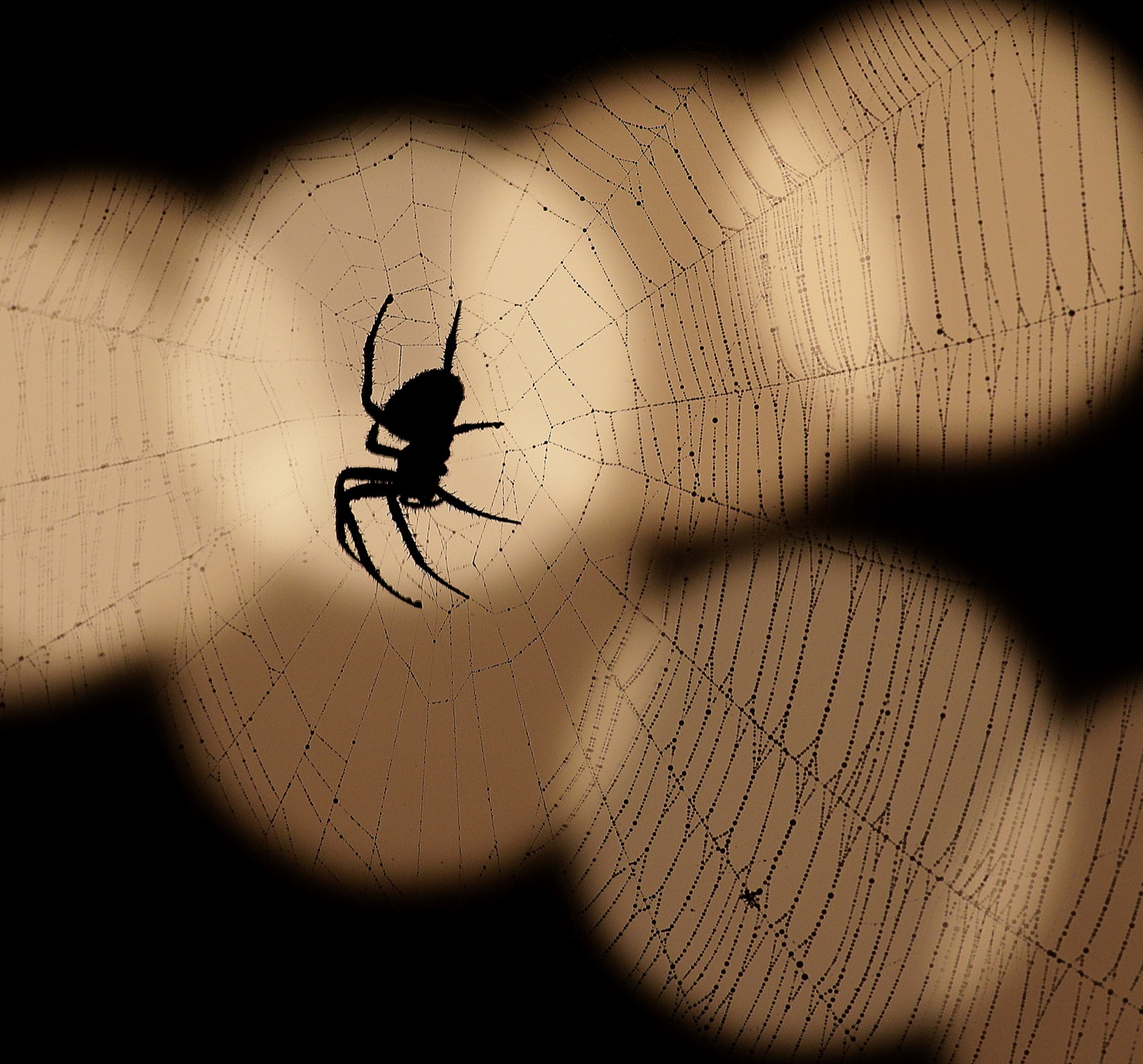 Паук фулл. Маленький паук. Арахнофобия это боязнь пауков.