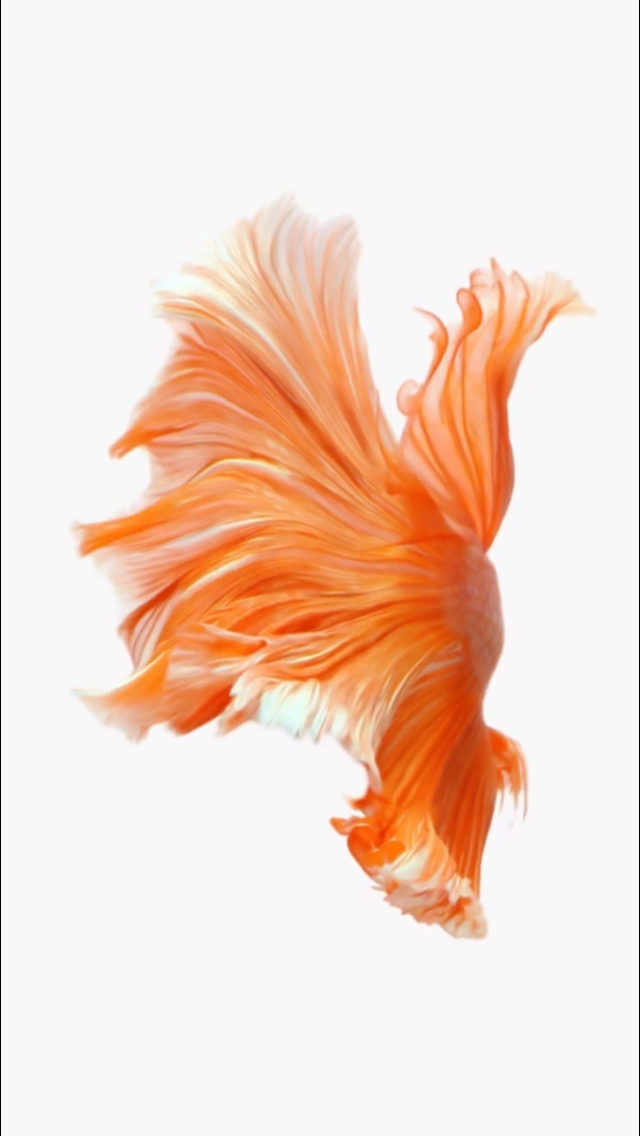 Hệ điều hành iOS 9 sẽ được cập nhật tính năng đính kèm file hình nền cá vàng vào màn hình khóa iPhone năm