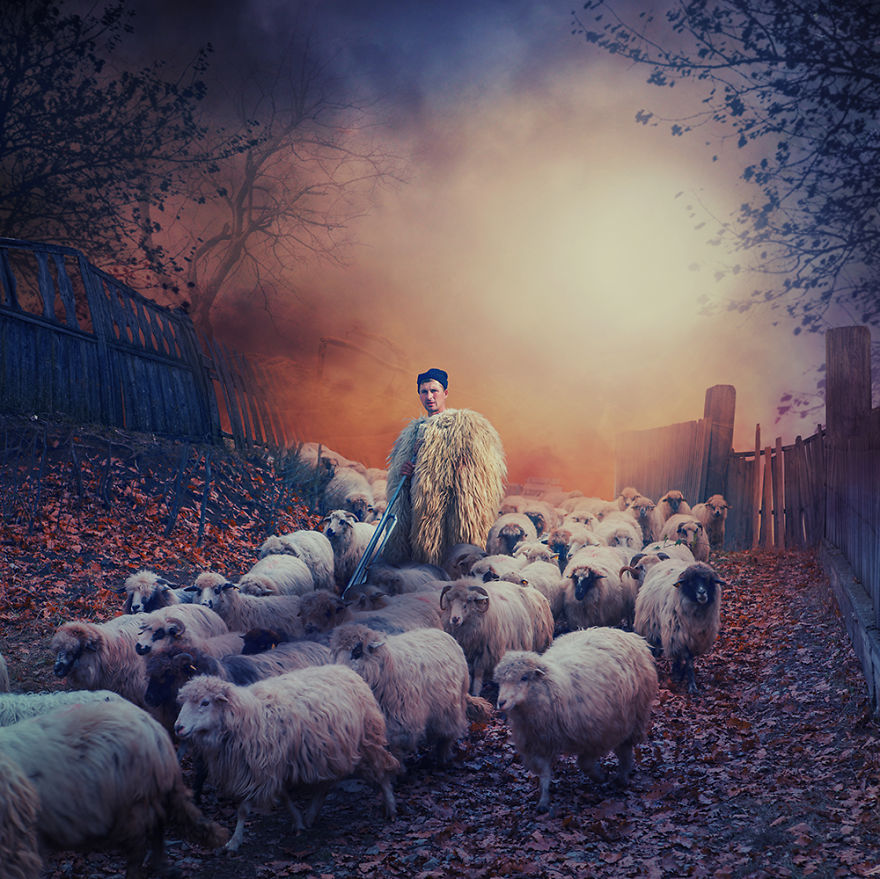 Leading-the-sheep__880.jpg
