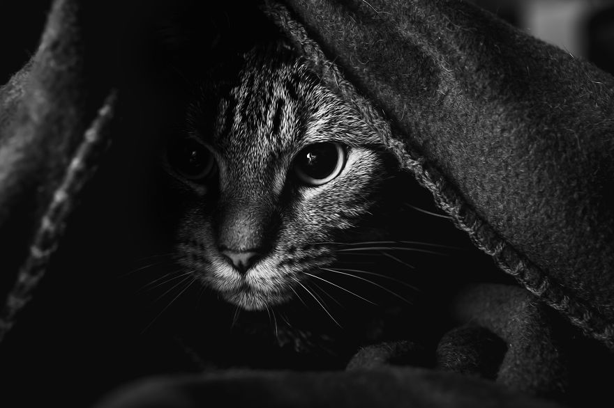 photographing-cats-helps-me-deal-with-my-insecurity-and-dark-past-7__880.jpg