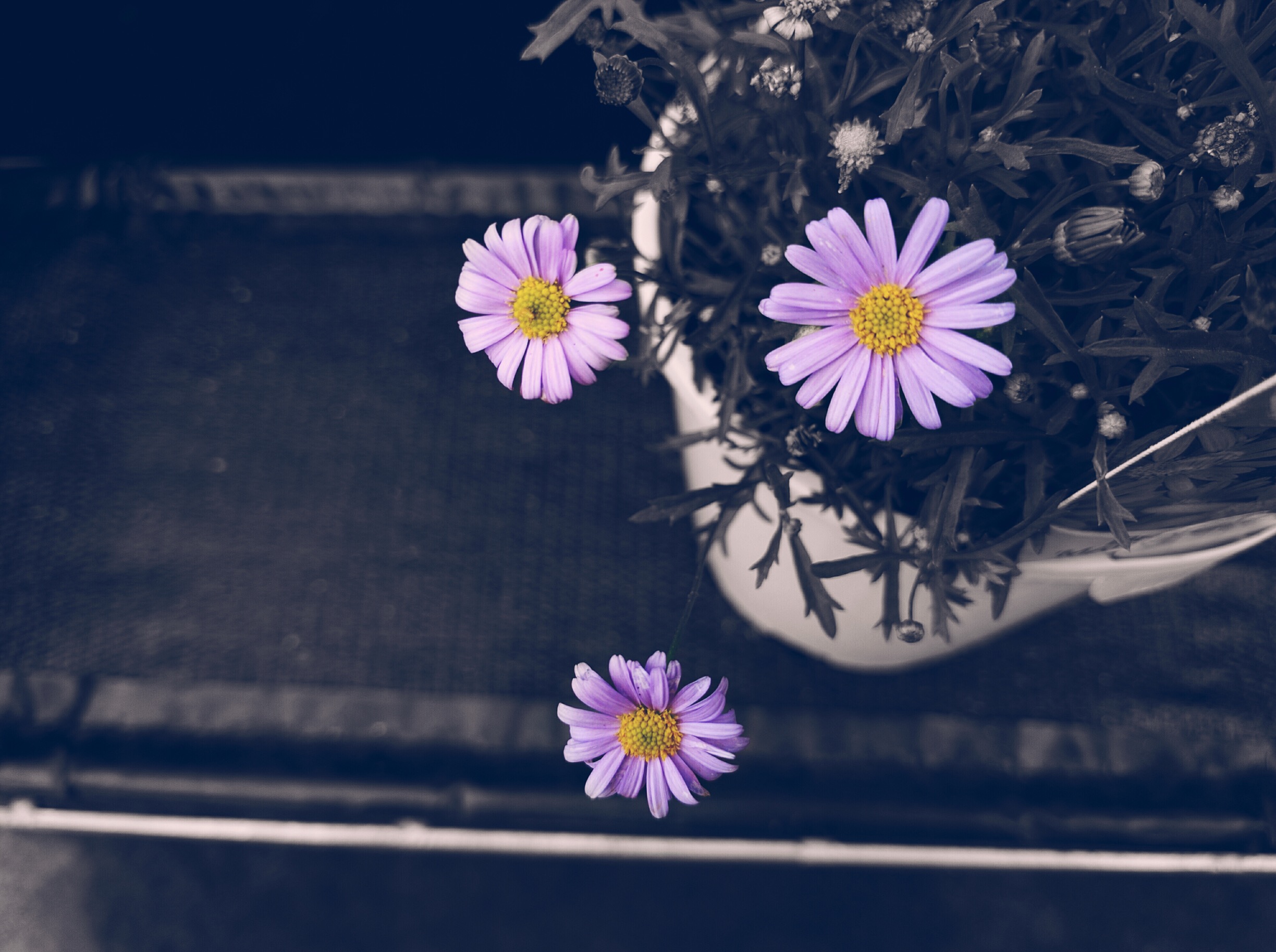 Chia sẻ 64 về hình nền hoa màu tím đẹp hay nhất  cdgdbentreeduvn