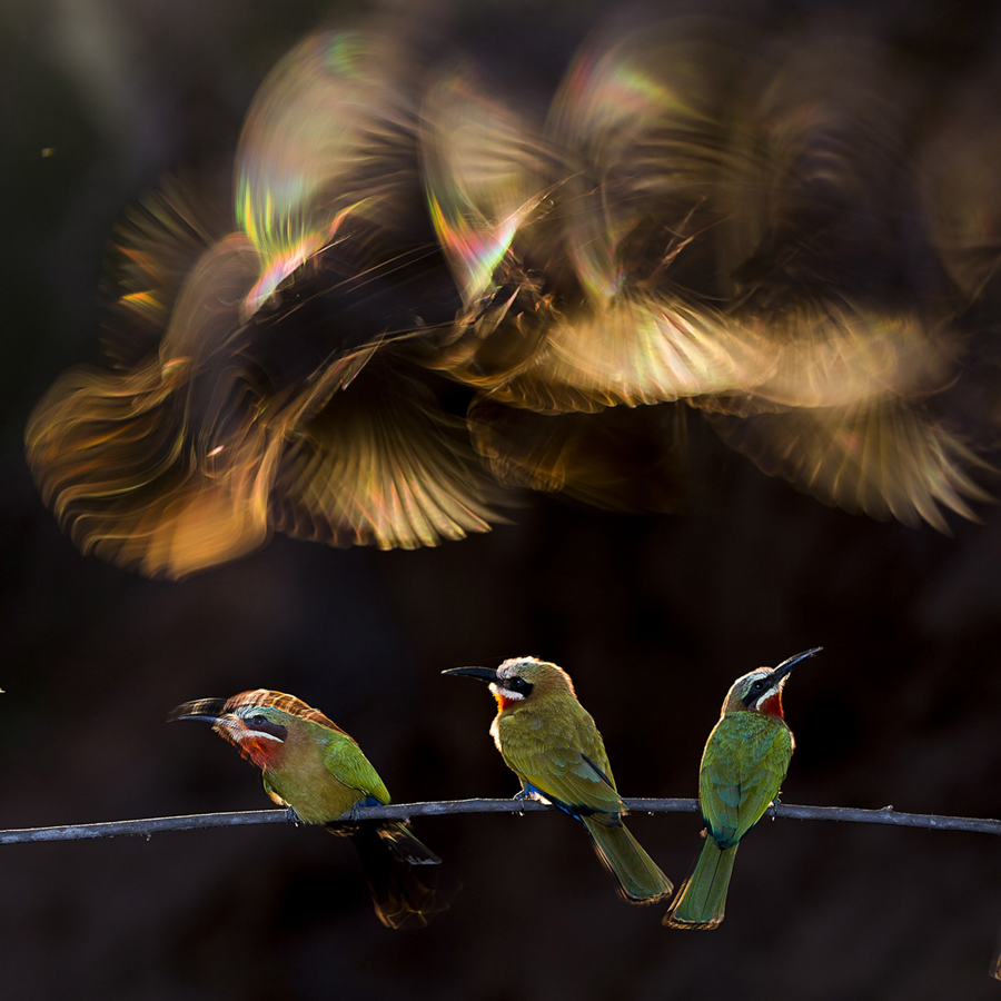 Camera Tinh Te_National Geographic Photo Contest 2015_Colorful Chaos.jpg