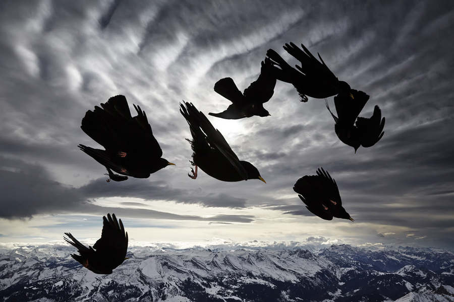 Camera Tinh Te_National Geographic Photo Contest 2015_Acrobats of the Air.jpg