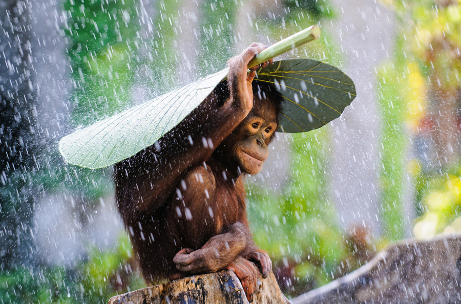 Camera Tinh Te_National Geographic Photo Contest 2015_Orangutan in the Rain.jpg