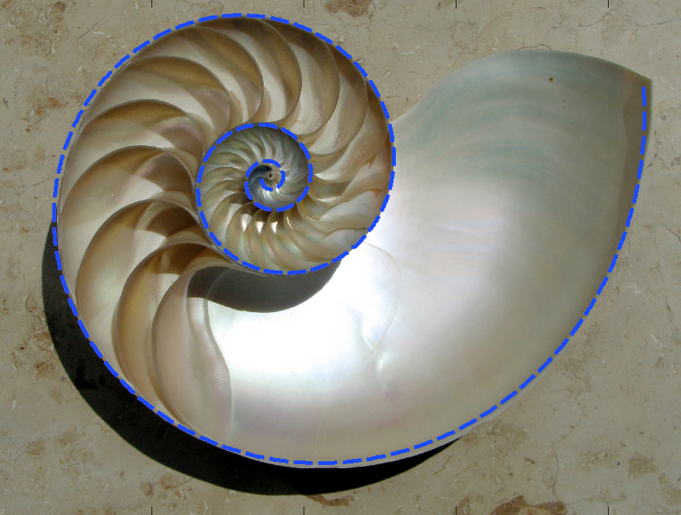 Nautilus_Cutaway_with_Logarithmic_Spiral.jpg