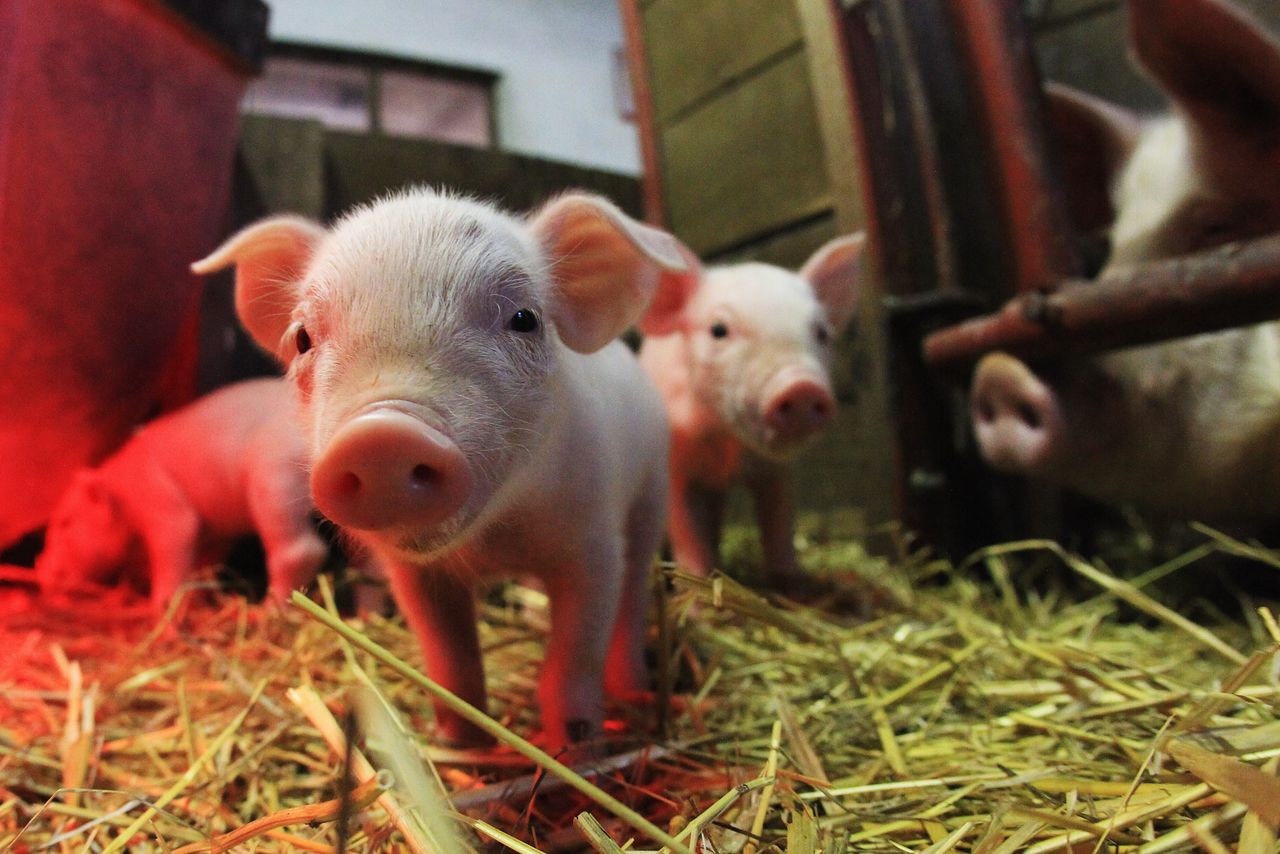 Свиньи животные на ферме