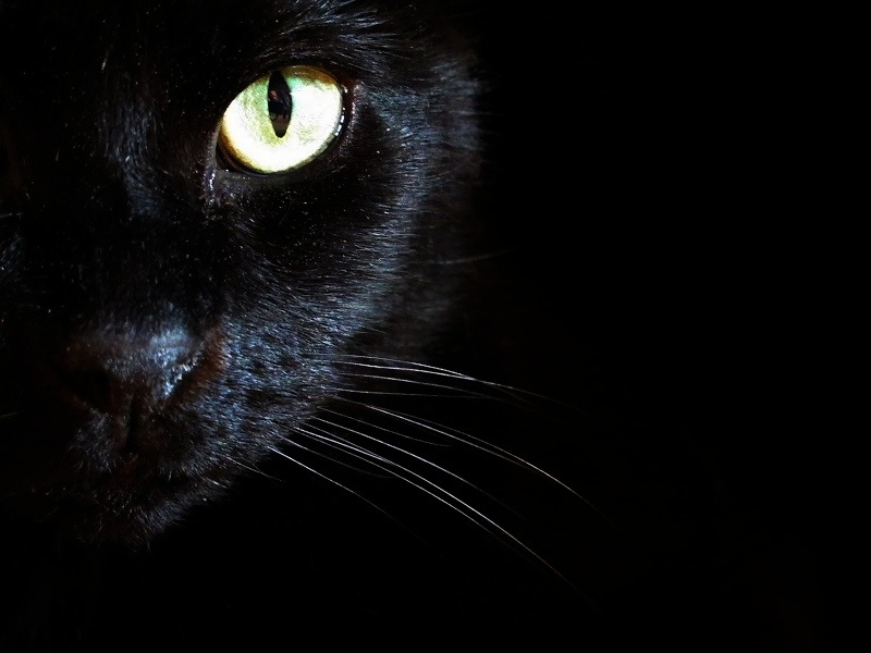 Hình nền Nền Con Mèo đen Trắng Nằm Trên đá Nền, Một Con Mèo đen Trắng Nằm  Trên Sỏi, ảnh Chụp ảnh Hd, Con Mèo Background Vector để tải xuống miễn phí -