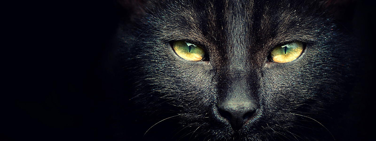 Mèo đen mèo con, mèo con hoạt hình dễ thương, động vật, nền đen png | PNGEgg