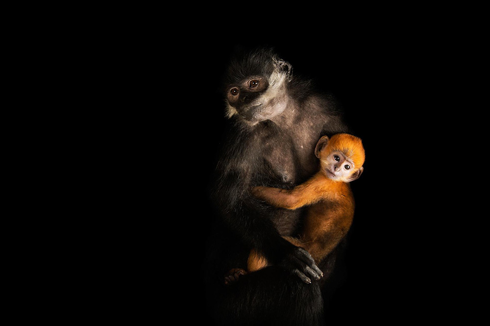 04-animal-mothers-photo-ark-langur.ngsversion.1462468313928.adapt.1900.1.jpg