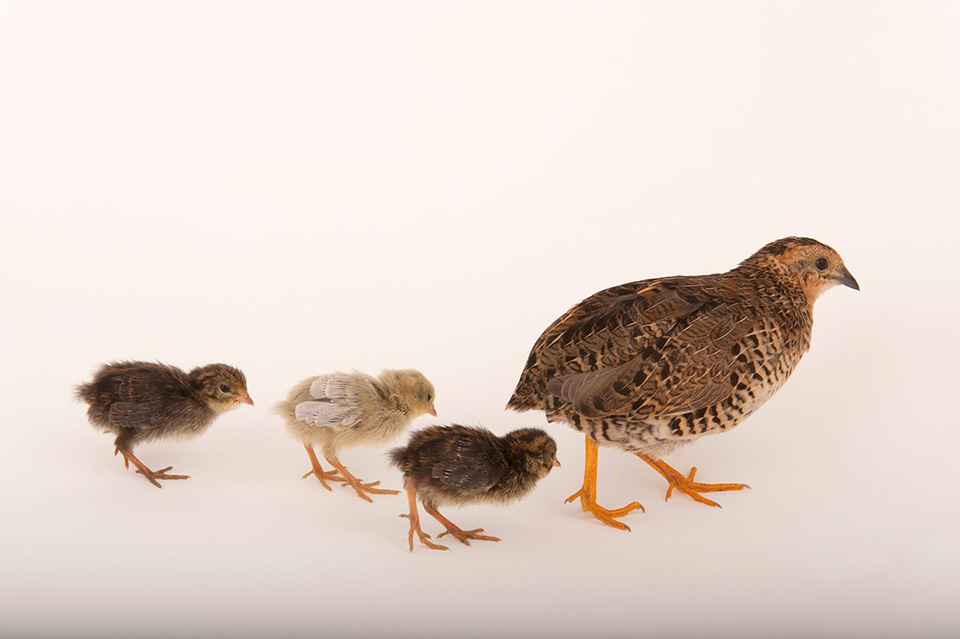 03-animal-mothers-photo-ark-quail.ngsversion.1462468183654.adapt.1900.1.jpg