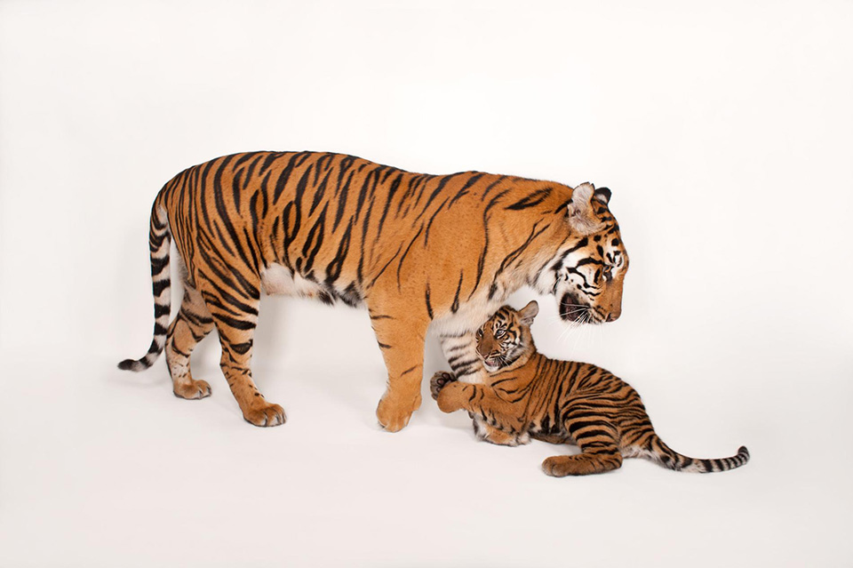 05-animal-mothers-photo-ark-sumatran-tiger.ngsversion.1462468639784.adapt.1900.1.jpg