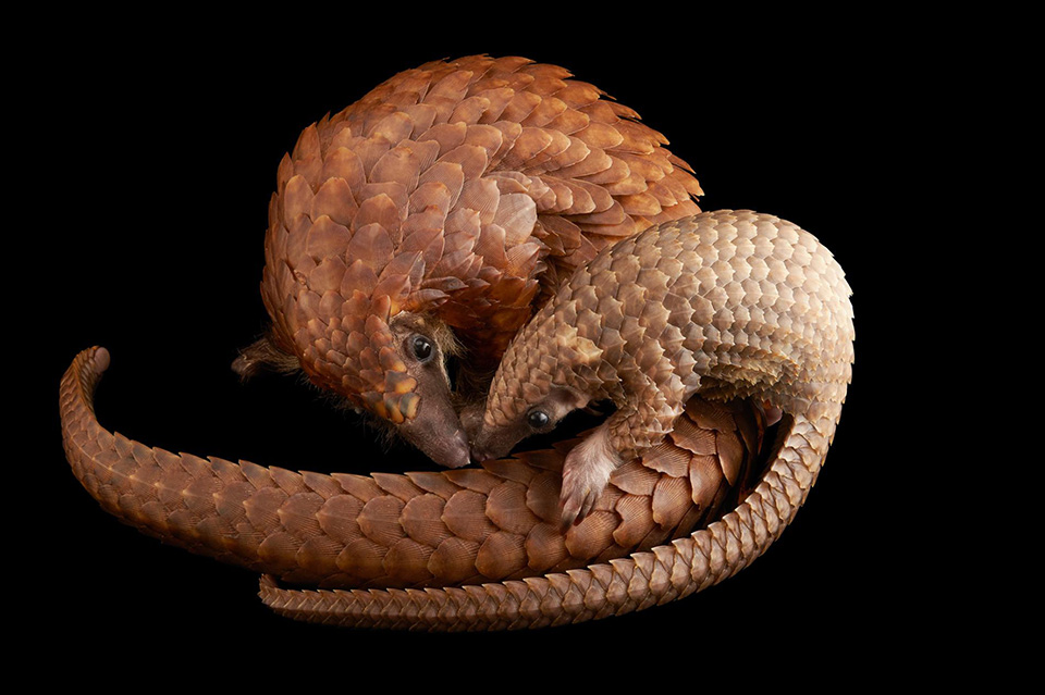 06-animal-mothers-photo-ark-pangolin.ngsversion.1462468751016.adapt.1900.1.jpg