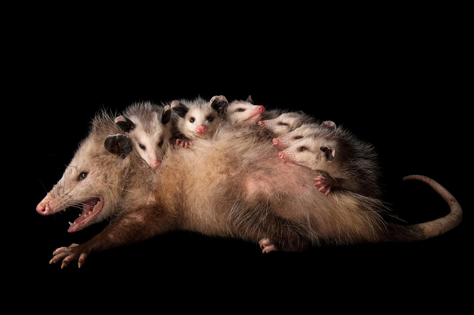 02-animal-mothers-photo-ark.ngsversion.1462468054316.adapt.1900.1.jpg