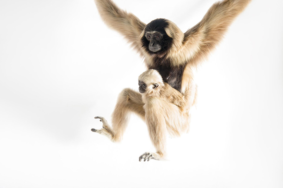 09-animal-mothers-photo-ark-gibbon.ngsversion.1462565767075.adapt.1900.1.jpg