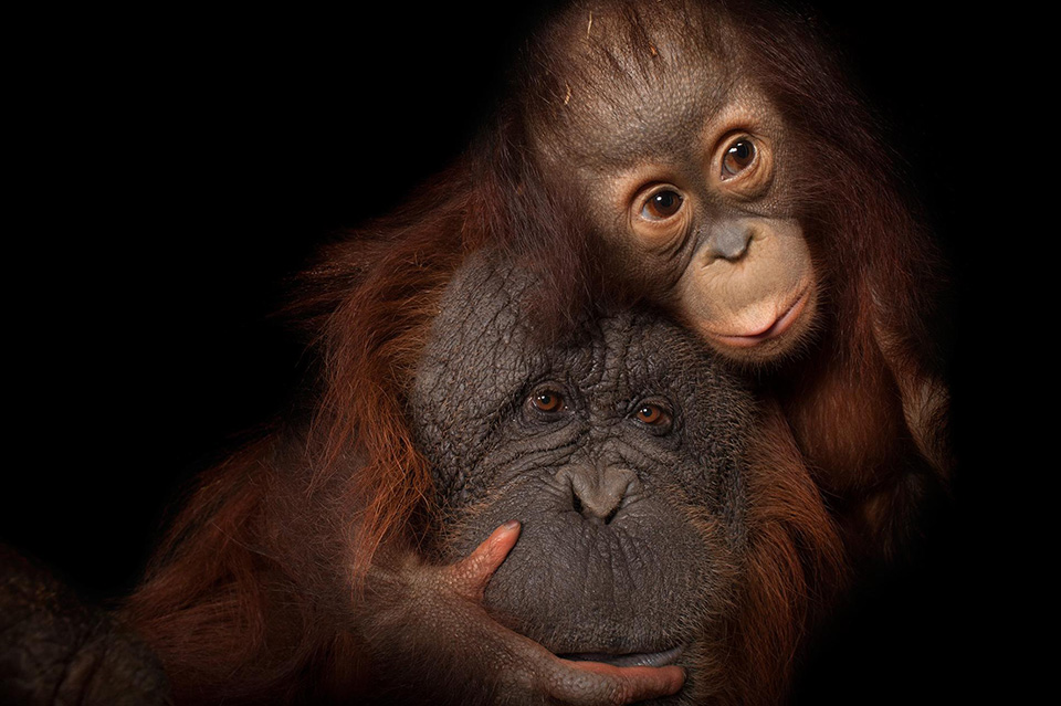 12-animal-mothers-photo-ark-orangutan.ngsversion.1462566218805.adapt.1900.1.jpg