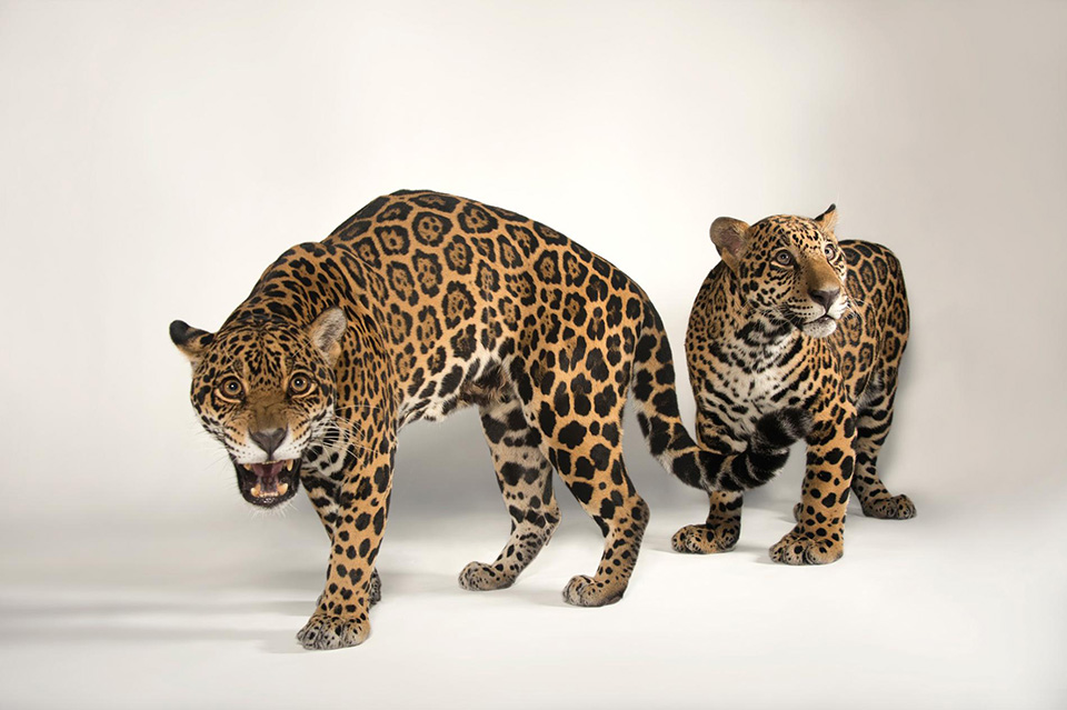 11-animal-mothers-photo-ark-jaguar.ngsversion.1462566207138.adapt.1900.1.jpg