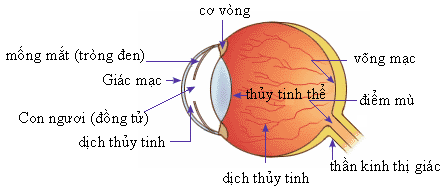 Cau_tao_cua_mat.png