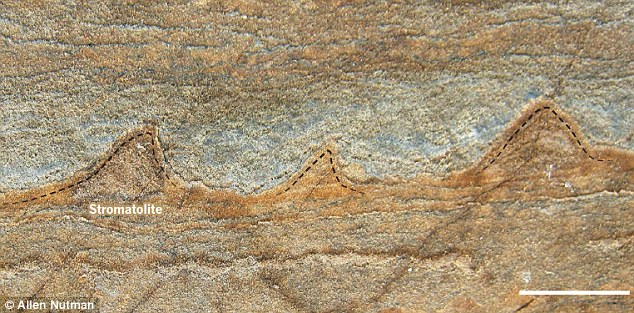 Stromatolite.jpg
