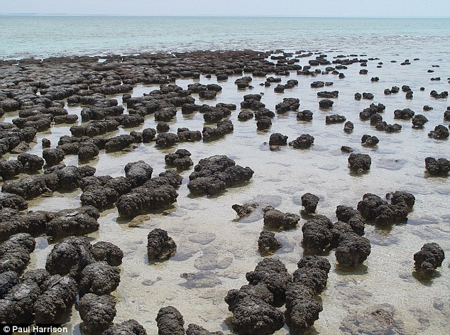 Stromatolite_gần_bờ.jpg