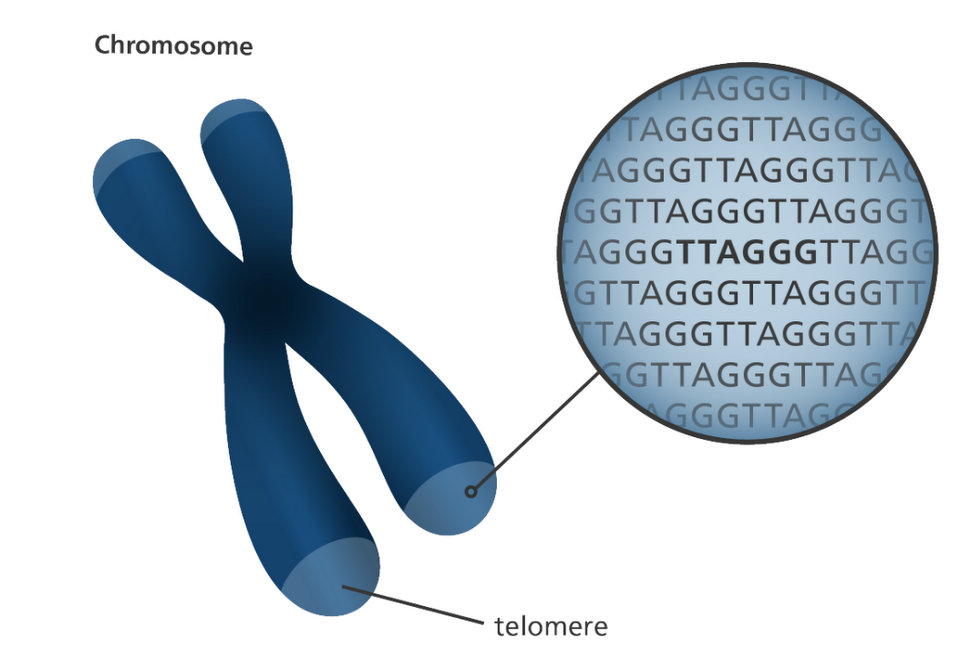 telomere-tinhte-01.jpg