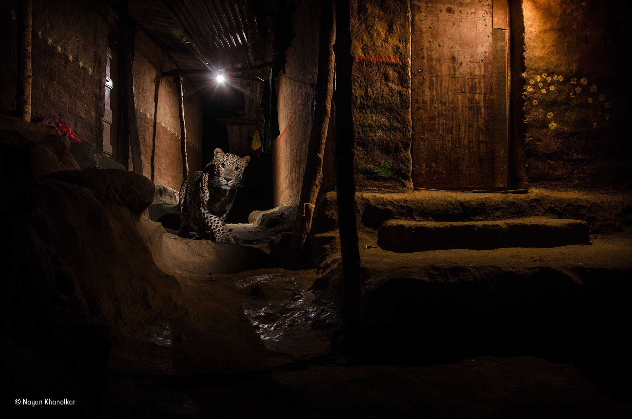 Camera.Tinhte_Nayan_Khanolkar_Wildlife Photographer of the Year 2016_Urban_winner.jpg