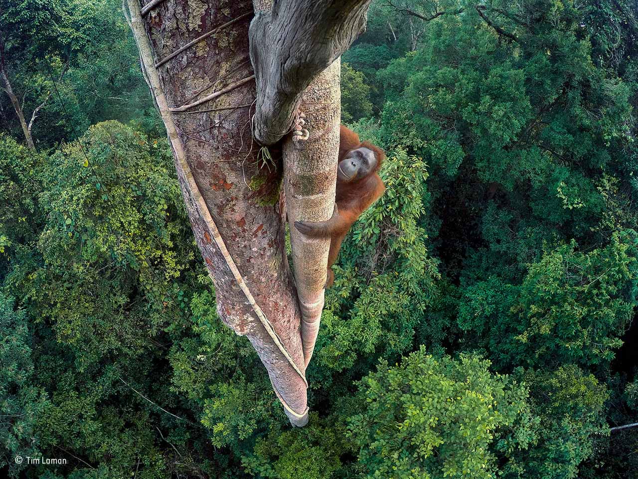 Camera.Tinhte_Tim_Laman_Wildlife Photographer of the Year 2016_Grand_Title_winner.jpg