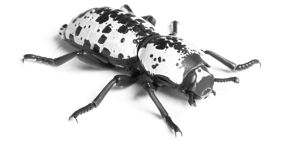 bọ giáp sắt ironclad beetle.jpg