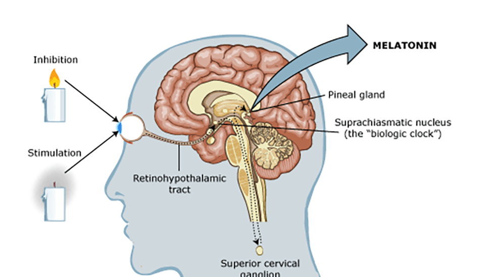 Шишковидная железа активированная. Мелатонин шишковидная железа. Мелатонин эпифиз. Гипофиз мелатонин. Мелатонин мозге вырабатывается ???.