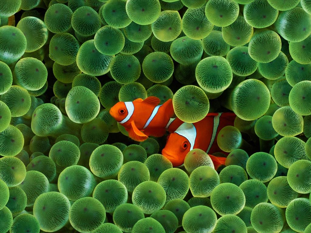 Apple Releases Clownfish Wallpaper Used to Launch Original iPhone Download  in Full Resolution  iClarified