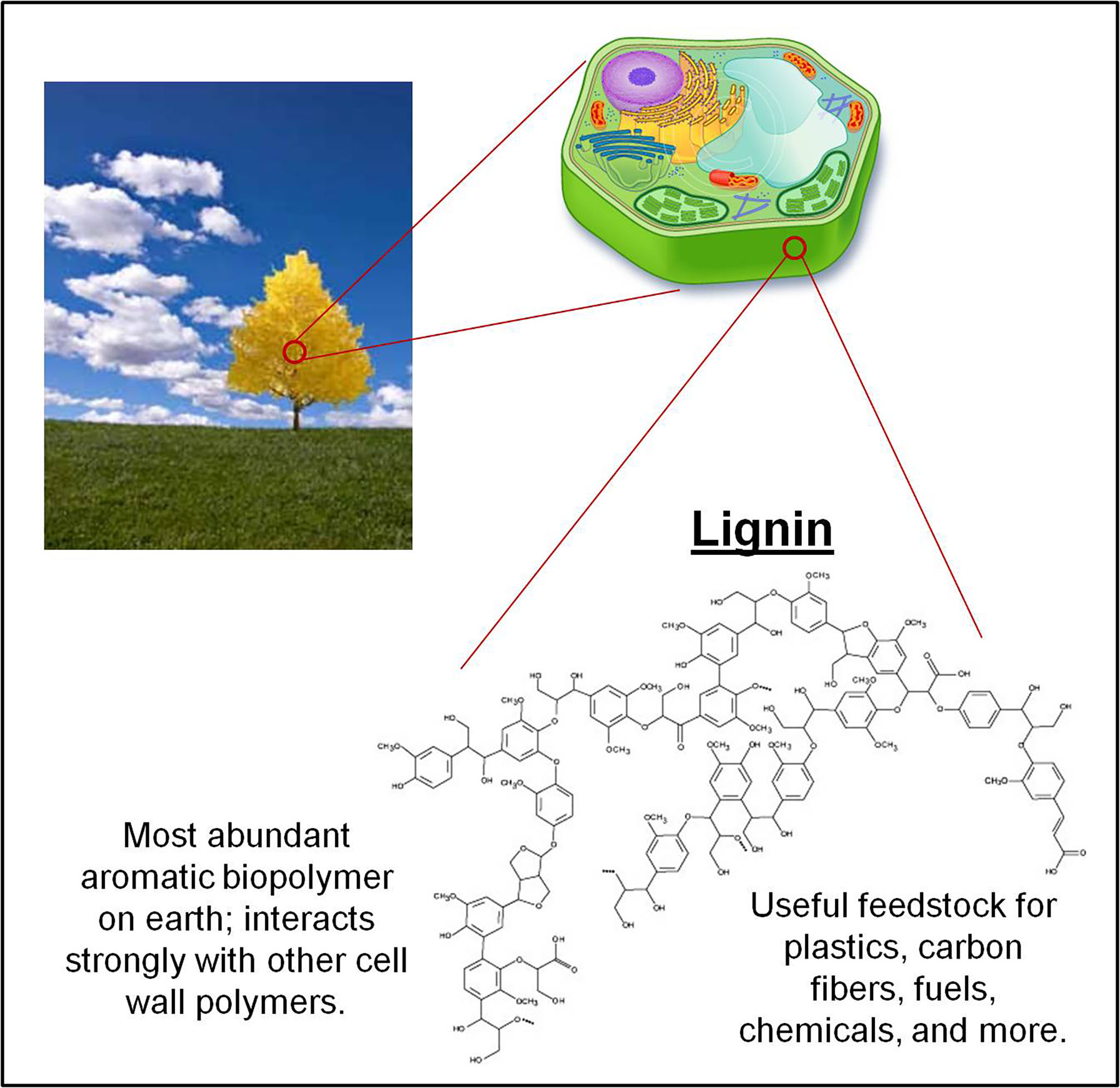 Lignin phương trình.jpg