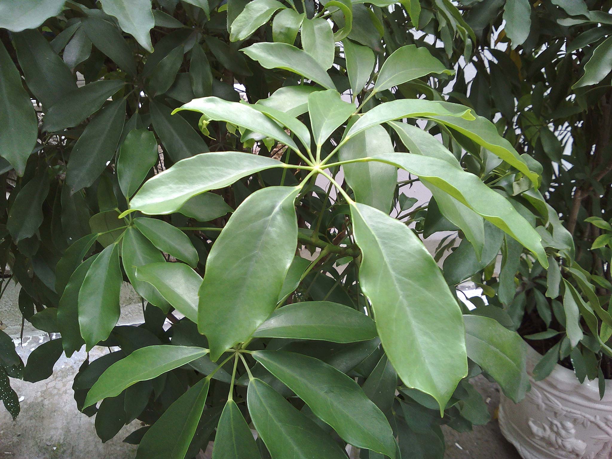tinhte_camera_philips_s326_1.jpg