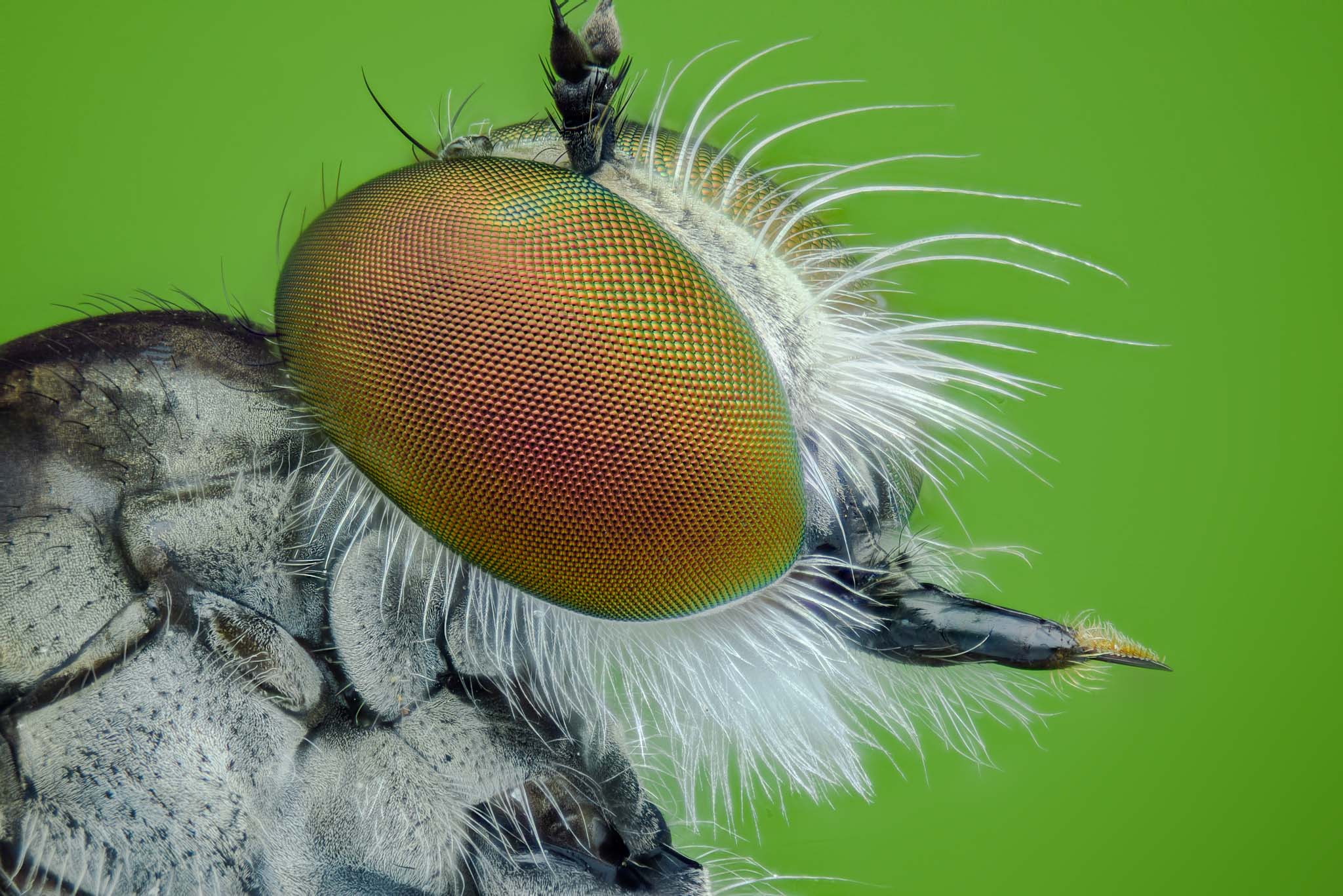 cameratinhte-Robberfly_152_15um.jpg