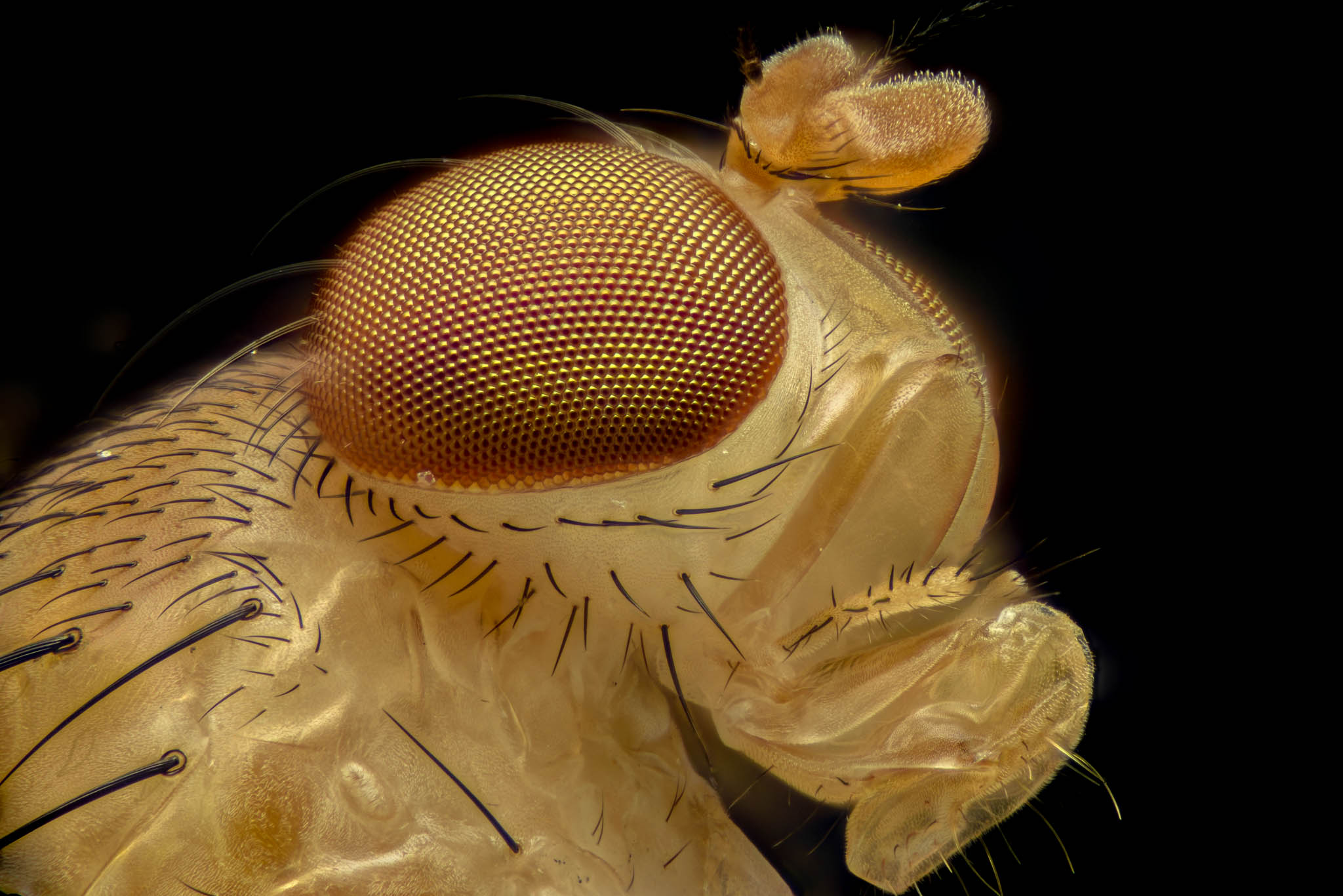 cameratinhte-2016-08-22-08.45.59_FruitFly.jpg