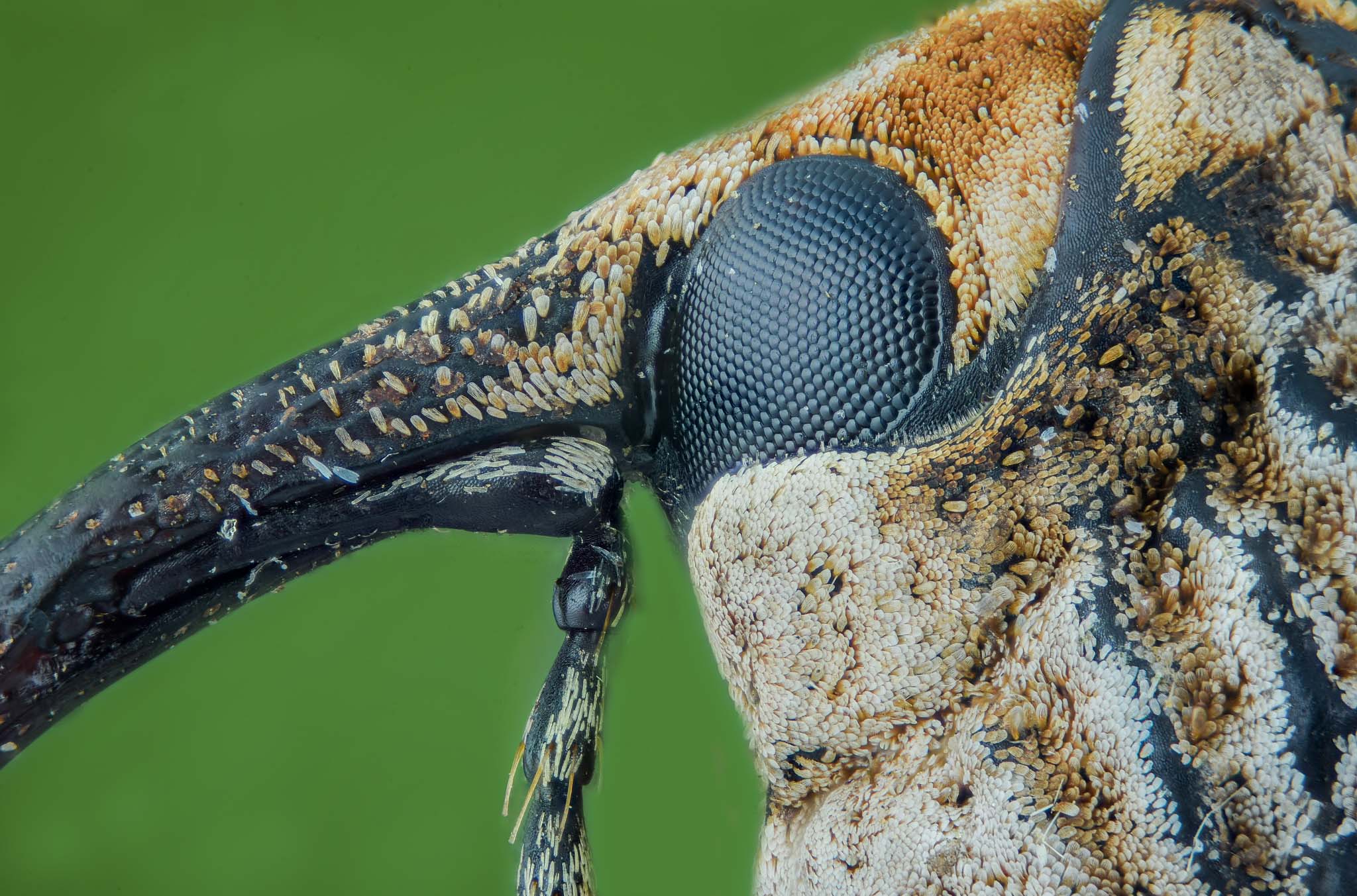 cameratinhte-2016-12-12-19.40.56_Weevil.jpg