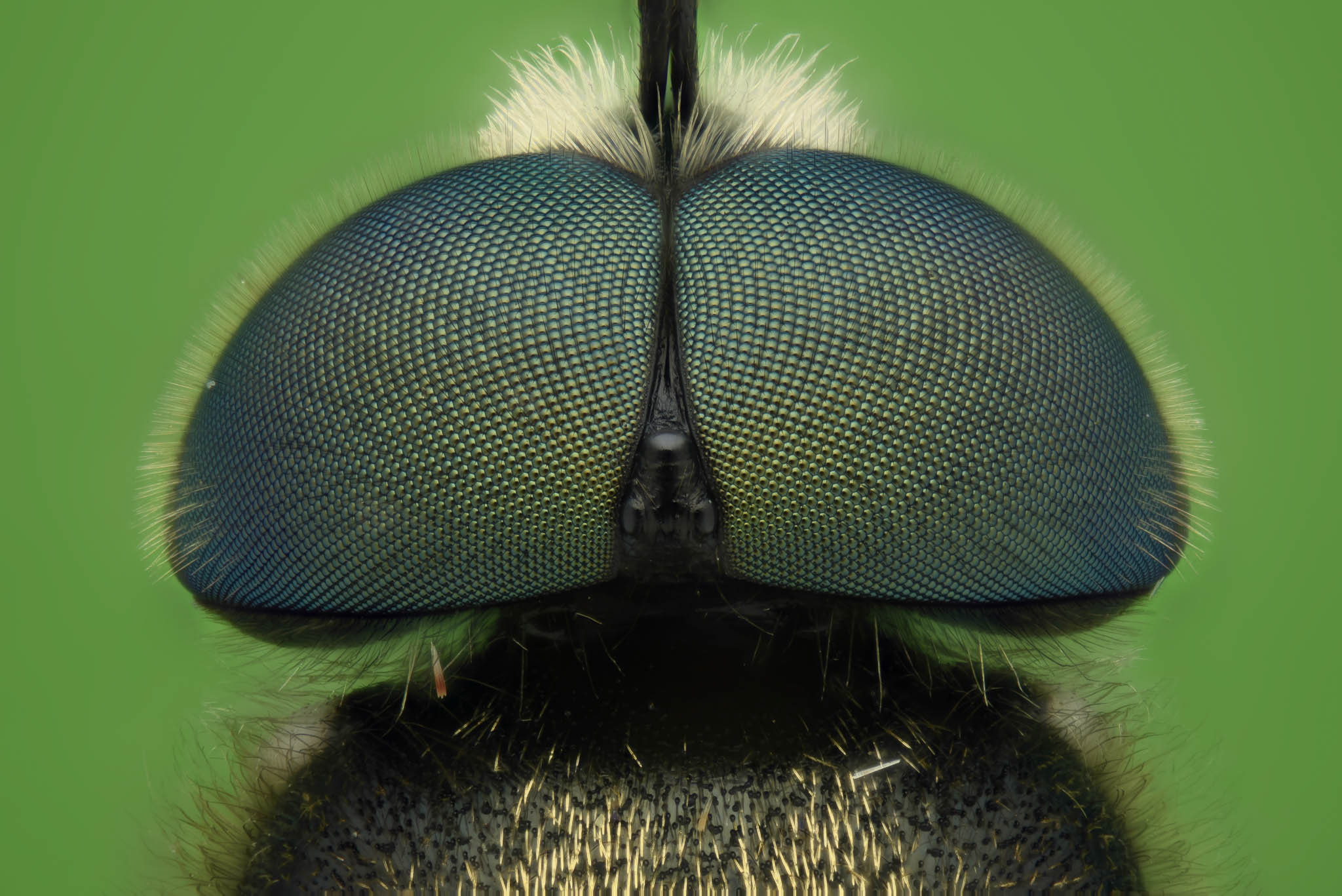 cameratinhte-2017-05-13-22.11.37_Hairy_Soldierfly (1).jpg