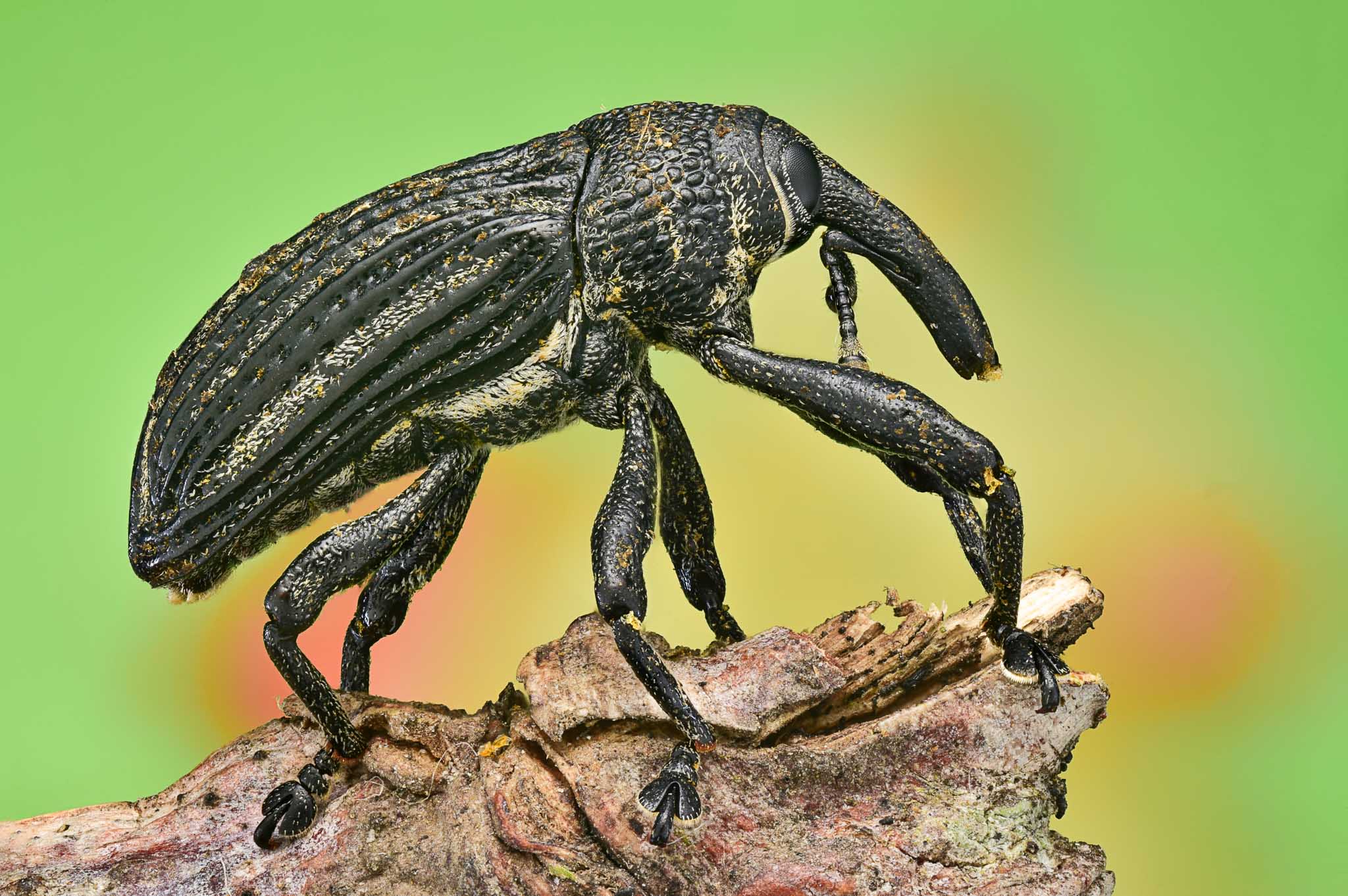 cameratinhte-2017-06-23-11.27.59_Weevil.jpg