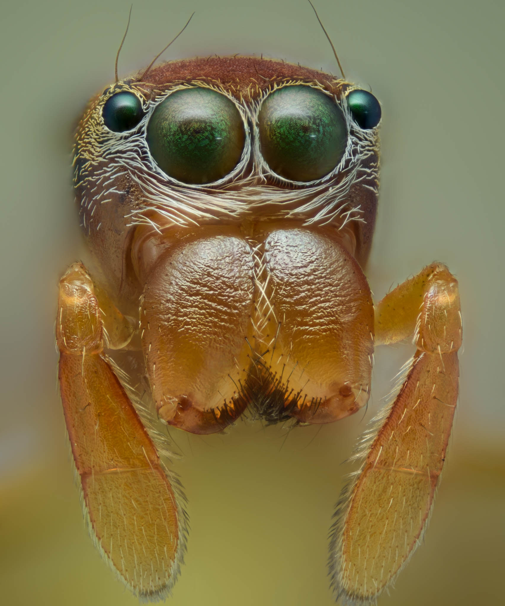 cameratinhte-Ant Mimick Spider.jpg